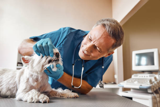 Best Emergency Dental Care for Broken or Chipped Teeth in Mission, TX